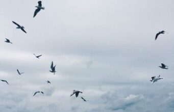 Laut yang Tak Menenangkan